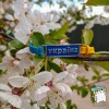 Браслет "Україна". Колір синьо-жовтий. Шкіряно - замшевий шнур